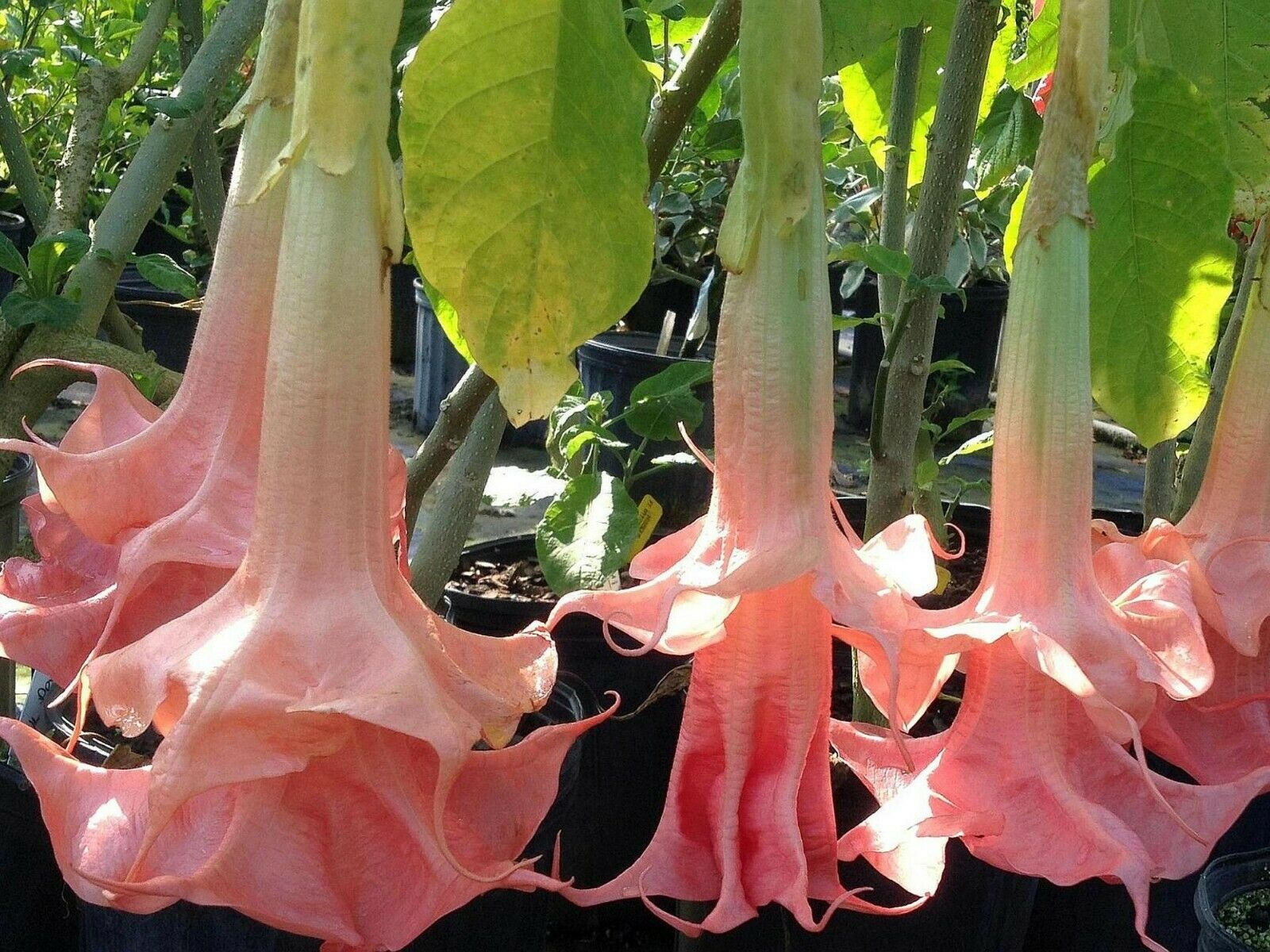 RED OTHERS ANGEL TRUMPET FLOWER DATURA PLANT SALE HERE ONLINE OZ Sunblest Products