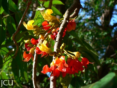 MORETON BAY CHESTNUT Black Bean TREE IN 25 L GROWBAGS 4 ...