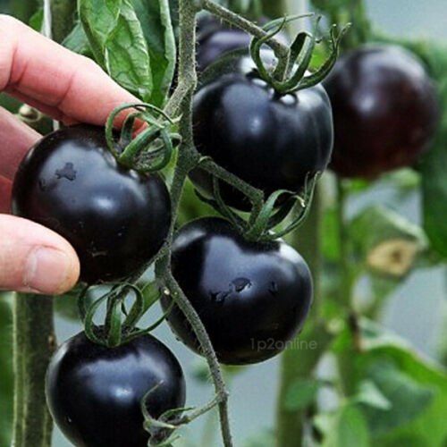 This image has an empty alt attribute; its file name is RUSSIAN-BLACK-CHERRY-TOMATO-images-www.sunblestproducts.com-1.jpg