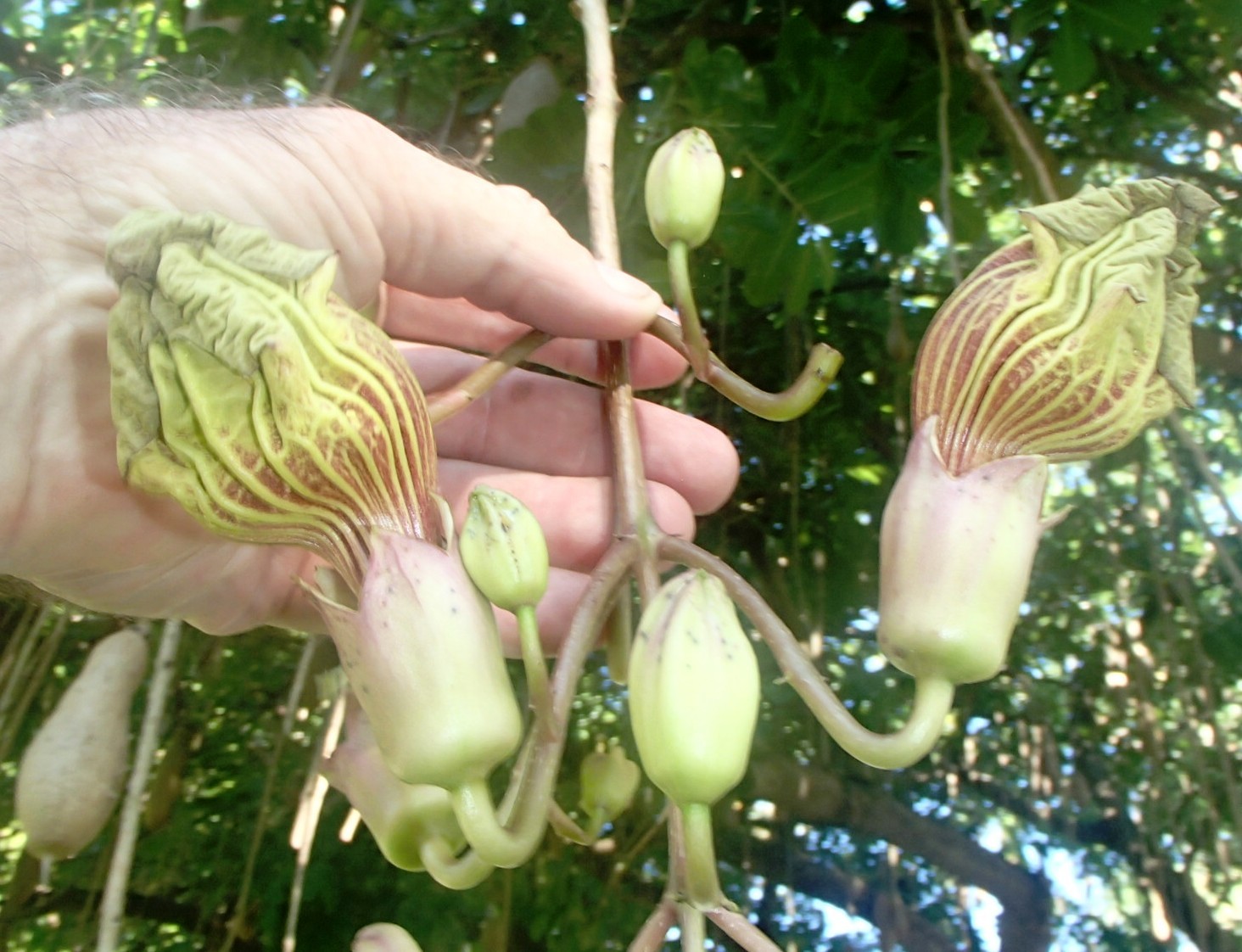 AFRICAN SAUSAGE TREES IN 45 LITRE GROW BAGS 4 SALE HERE OZ ONLINE 168