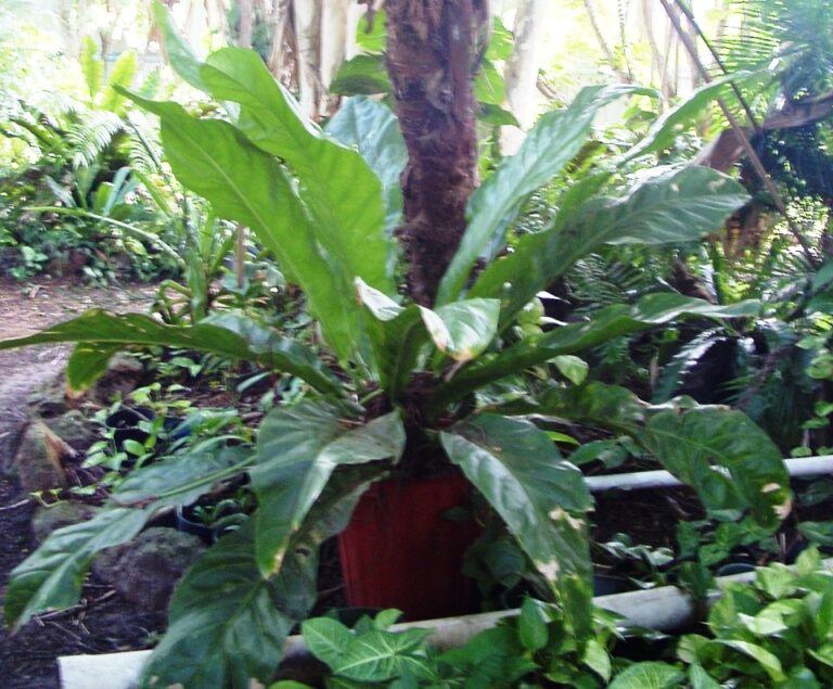ANTHURIUM CRENATUM KUNTH RARE PLANTS FOR SALE HERE ONLINE