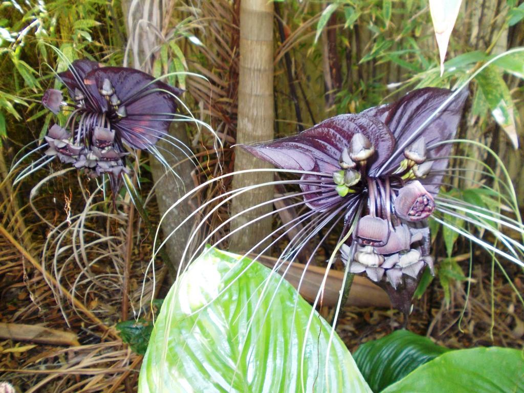 This image has an empty alt attribute; its file name is bat-plants-at-henrys-farm-images-www.pythonjungle-7.jpg