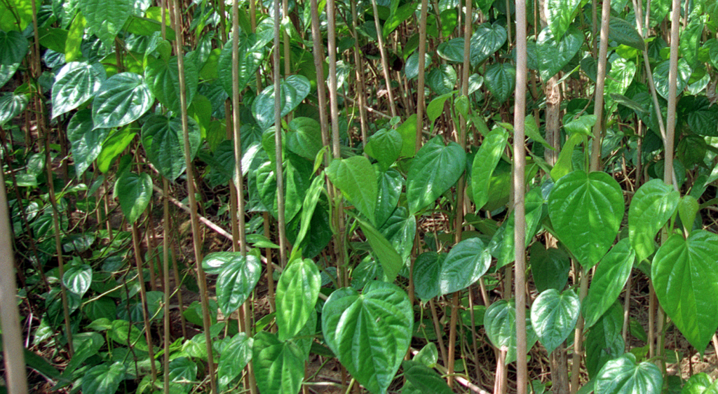 Betel plant information