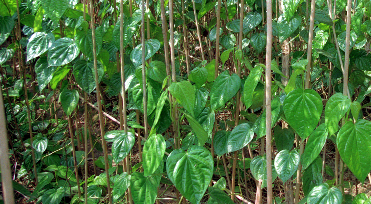 BETEL LEAF PLANT 4 SALE ON LINE HERE IN OZ $38 - Sunblest Products