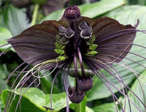This image has an empty alt attribute; its file name is black-bat-plants-tacca-c-images-www.sunblestproducts.com-jpg-38.jpg