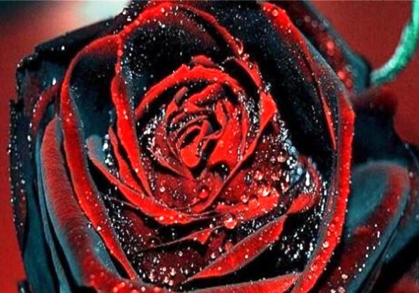 BLACK ROSES WITH RED TIP PETALS SEEDS 4 SALE OZ $8 - Sunblest Products