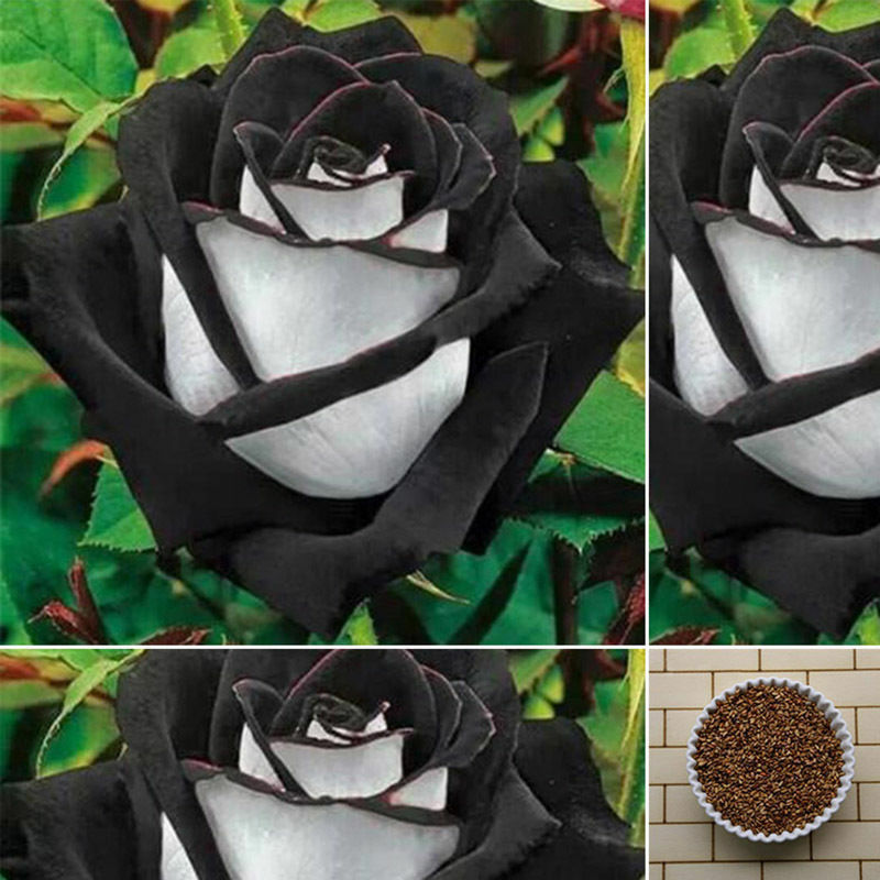 Саженцы белой розы. Сорта черных роз.