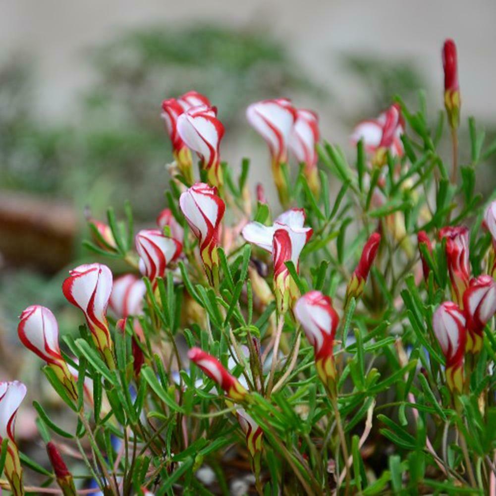 CANDY CANE OXALIS HOT VERSICOLOR PLANT SEEDS 4 SALE HERE OZ ONLINE $4 ...