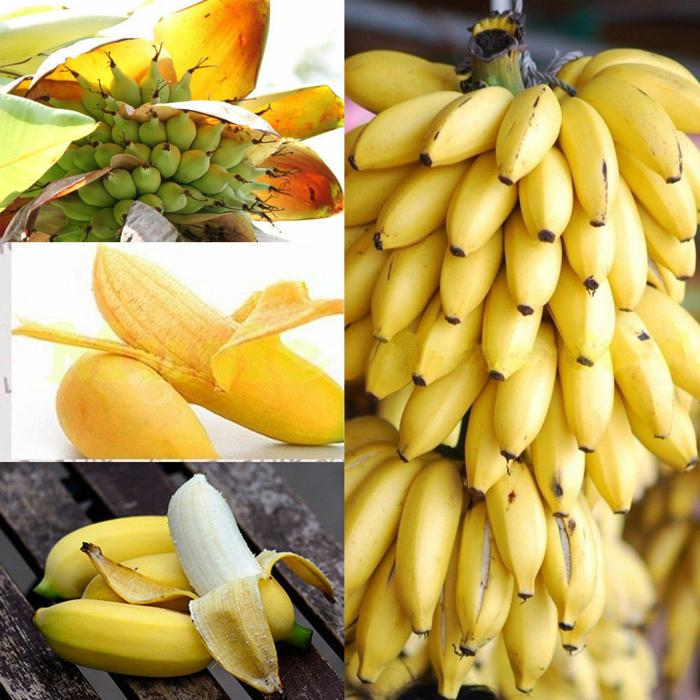 This image has an empty alt attribute; its file name is dwarf-yellow-banana-images-www.sunblestproducts.com-18.jpg