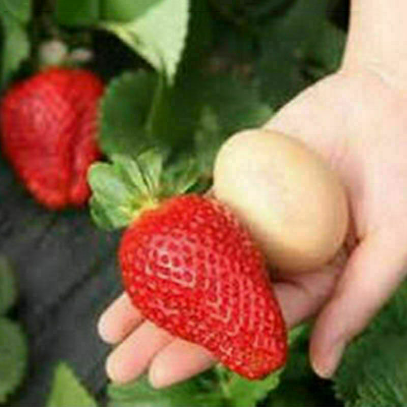 This image has an empty alt attribute; its file name is giant-red-strawberry-images-www.sunblestproducts.com-14.jpg