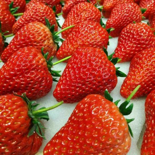 This image has an empty alt attribute; its file name is giant-red-strawberry-images-www.sunblestproducts.com-5-1.jpg