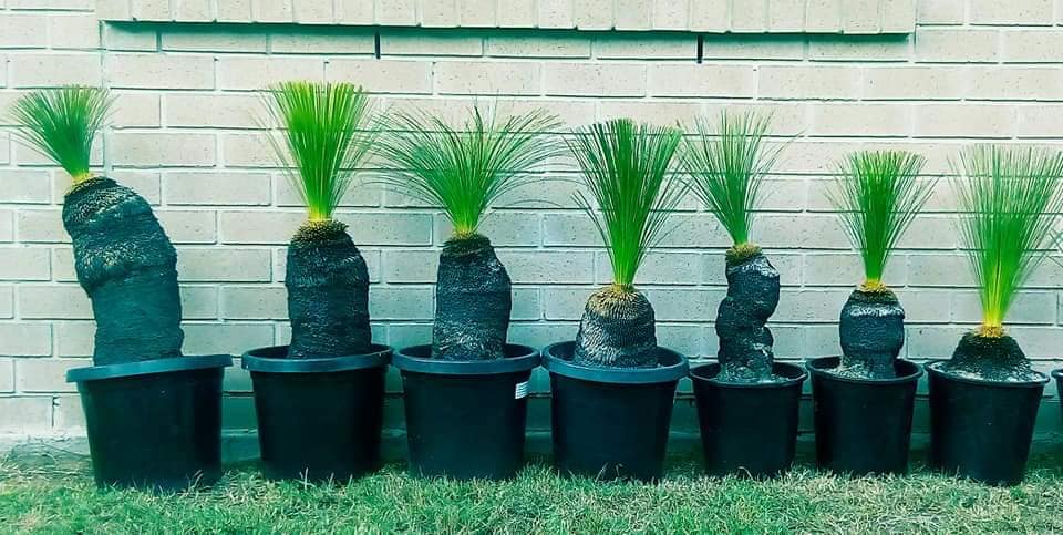 This image has an empty alt attribute; its file name is grass-trees-potted-lined-up-image-www.sunblestproducts.com_.jpg