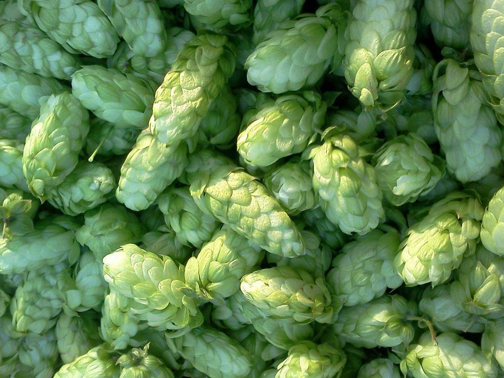 This image has an empty alt attribute; its file name is green-hops-image-www.sunblestproducts.com_.jpg