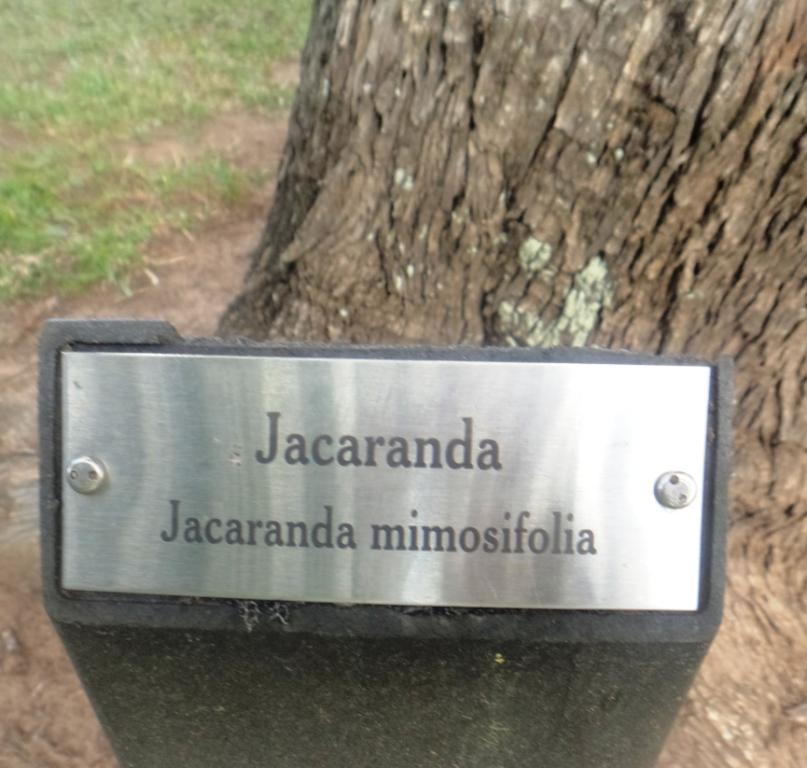 This image has an empty alt attribute; its file name is jacaranda-tree-nameplate-image-www.sunblestproducts.com_.jpg