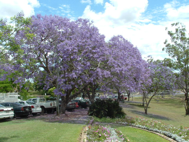 This image has an empty alt attribute; its file name is jacaranda-trees-image-www.sunblestproducts.com_.jpg