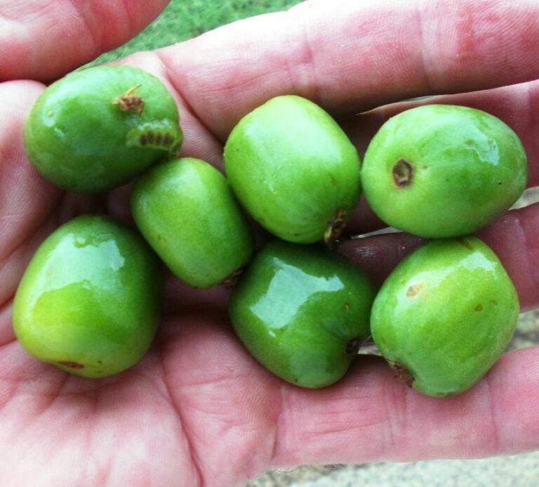 KIWI BERRY PLANT SEEDS 4 SALE HERE ONLINE OZ 4 Sunblest