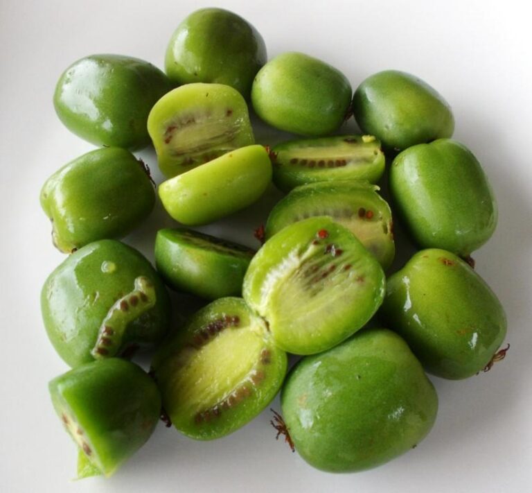 KIWI BERRY PLANT SEEDS 4 SALE HERE ONLINE OZ 4 Sunblest