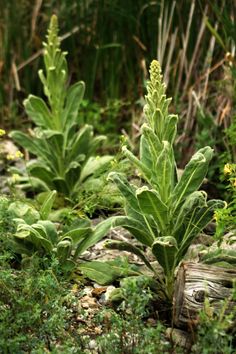 This image has an empty alt attribute; its file name is mullein-medicinal-herb-images-www.sunblestproducts.com-14.jpg