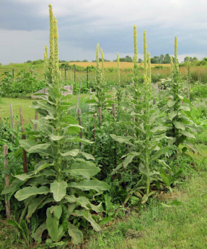 This image has an empty alt attribute; its file name is mullein-medicinal-herb-images-www.sunblestproducts.com-24.jpg