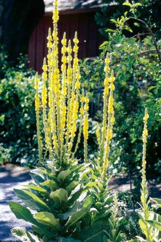 This image has an empty alt attribute; its file name is mullein-medicinal-herb-images-www.sunblestproducts.com-26.jpg