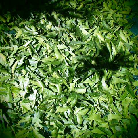This image has an empty alt attribute; its file name is neem-leaves-drying-images-www.sunblestproducts-1.jpg