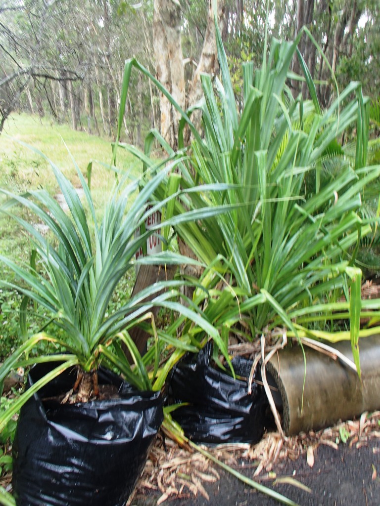 This image has an empty alt attribute; its file name is pandanus-palms-in-large-growbags-images-www.sunblestproducts-1.jpg