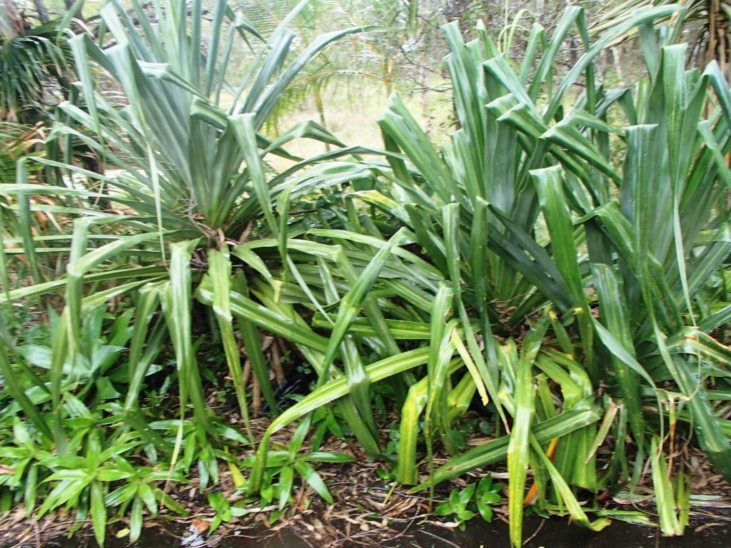 This image has an empty alt attribute; its file name is pandanus-palms-in-large-growbags-images-www.sunblestproducts-23.jpg