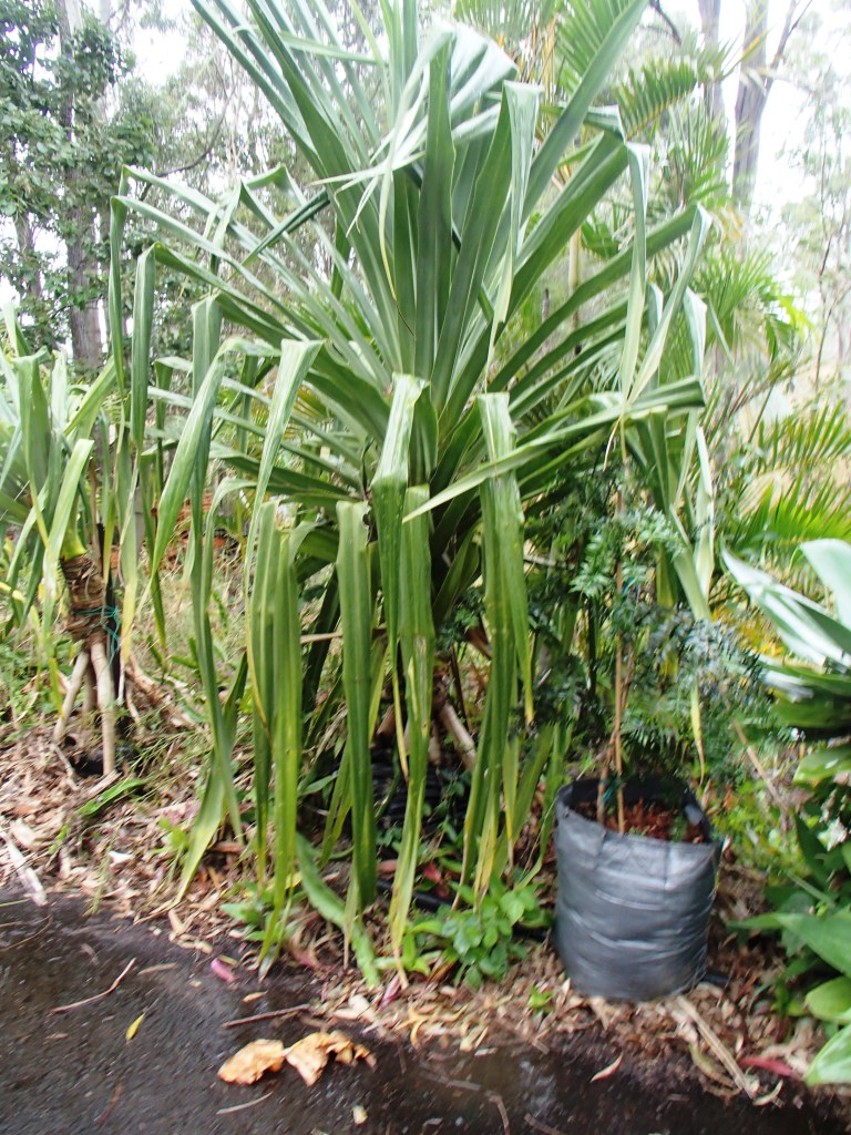 This image has an empty alt attribute; its file name is pandanus-palms-in-large-growbags-images-www.sunblestproducts-8.jpg