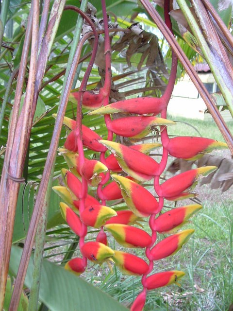 This image has an empty alt attribute; its file name is parrot-beak-heliconia-image-www.sunblestproducts-5.jpg