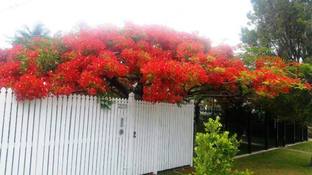 This image has an empty alt attribute; its file name is poinsiana-tree-in-red-bloom-images-www.sunblestproducts-3-1024x576.jpeg