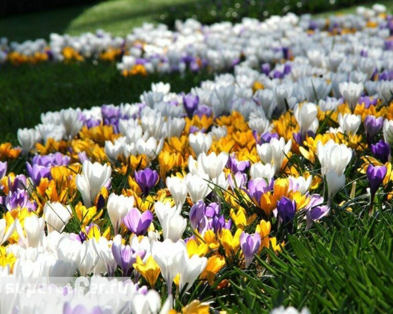 SAFFRON IS A HIGHLY PRIZED & VALUE GLOBAL FOOD PLANT. OZ SEEDS FOR SALE