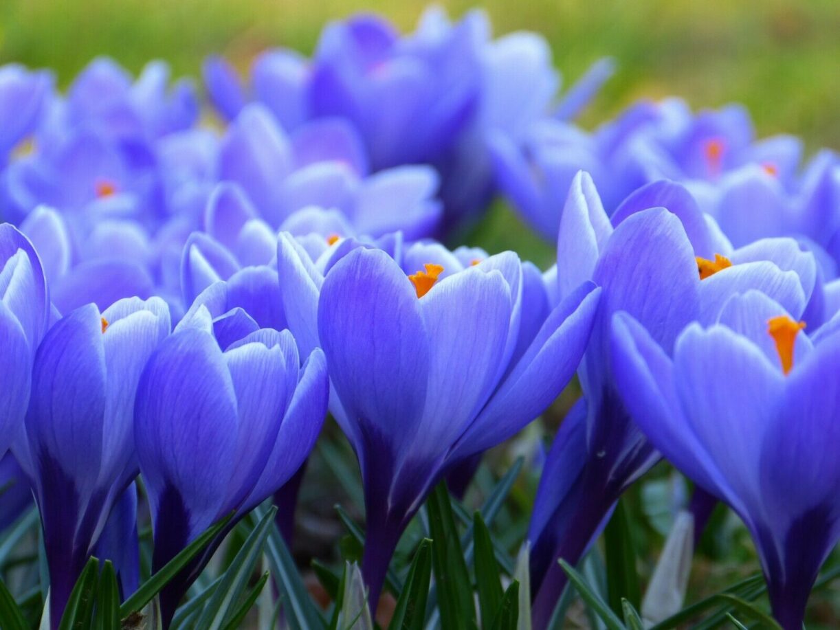 SAFFRON IS A HIGHLY PRIZED & VALUE GLOBAL FOOD PLANT. OZ SEEDS FOR SALE