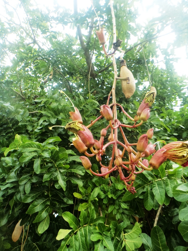 This image has an empty alt attribute; its file name is sausage-tree-flower-images-www.pythonjungle-1.jpg