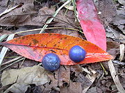 This image has an empty alt attribute; its file name is seeds-leaves-blue-quandong-image-www.sunblestproducts.com_.jpg