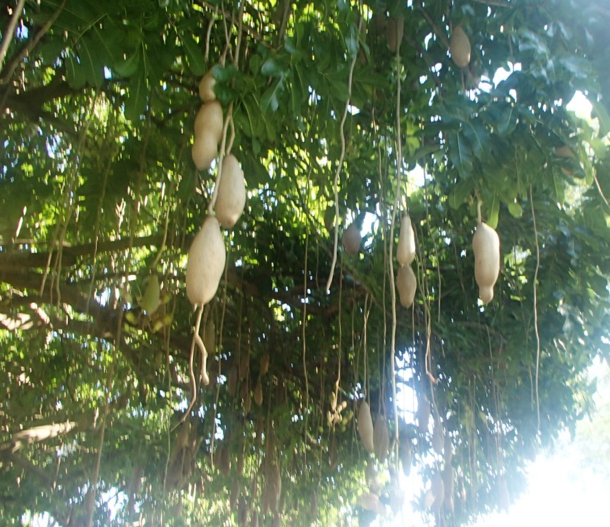 This image has an empty alt attribute; its file name is AFRICAN-SAUSAGE-TREE-images-www.sunblestproducts.com_.jpg