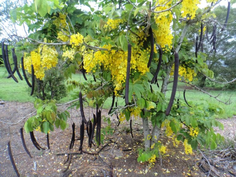CASSIA FISTULA [Golden shower] TREE PLANTS [Small] 25 FOR SALE & SEEDS