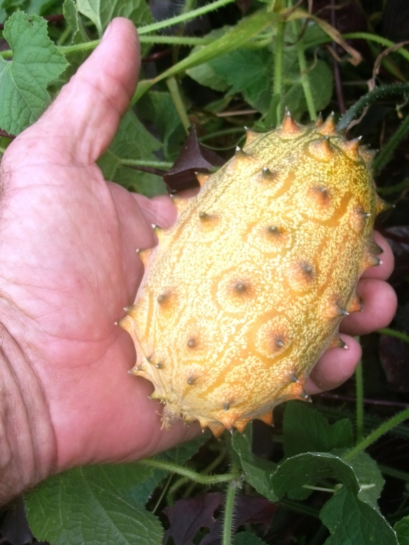 AFRICAN HORNED KIWANO CUCUMBER SEEDS 4 SALE HERE ONLINE ...