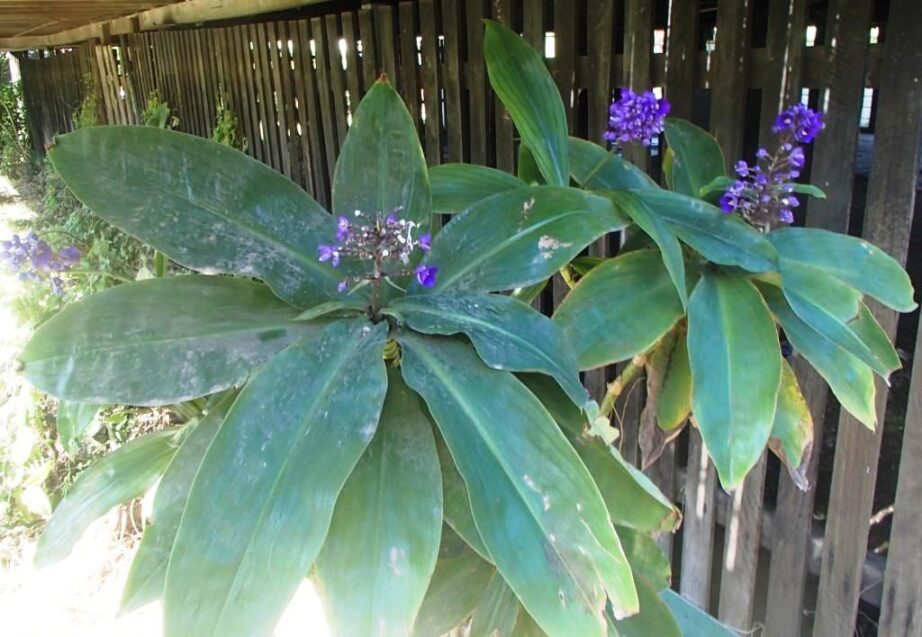 Blue Ginger (Dichorisandra thyrsiflora) plant ryzomes 4 Blue Ginger (Dichorisandra thyrsiflora) plant ryzomes 4