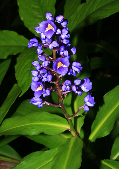 This image has an empty alt attribute; its file name is blue-ginger-flowers-leaves-images-www.sunblestproducts.com_.jpg