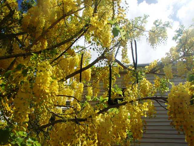 This image has an empty alt attribute; its file name is cassia-fistula-in-yellow-flower-image-www.sunblestproducts-2.jpg