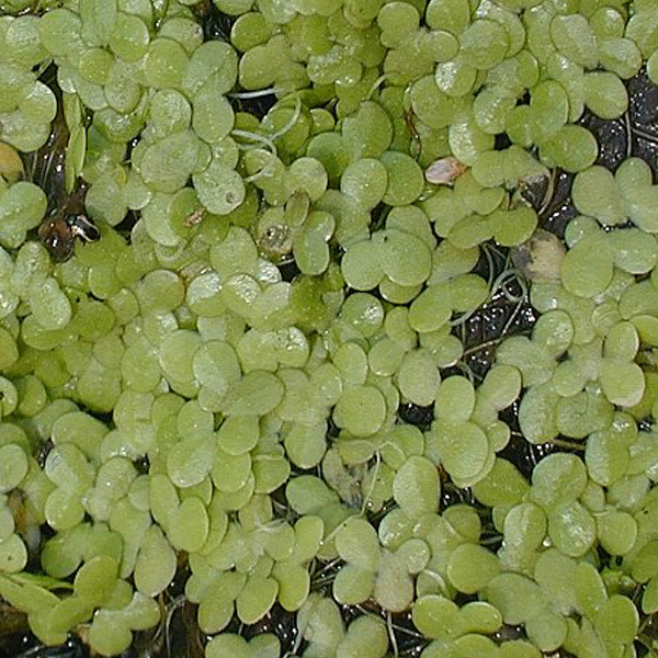 This image has an empty alt attribute; its file name is duckweed-Lemna-Wolffia-Spirodela-Australia-images-www.sunblestproducts-3.jpg