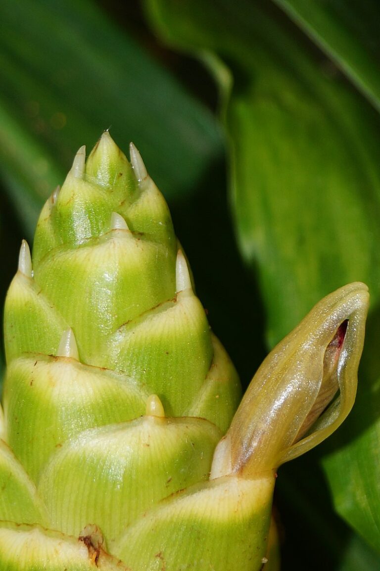 LIVE EDIBLE GINGER PLANTS FOR SALE HERE ONLINE AUSTRALIA