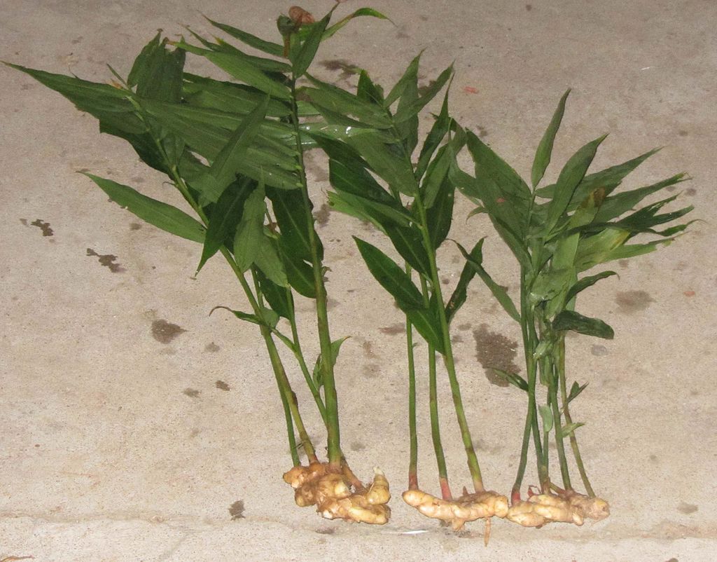 live-edible-ginger-plants-for-sale-here-online-australia-16-sunblest