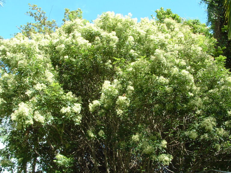 FLOWERING ASH TREES AROUND 23 METRES TALL IN GROWBAGS 4 SALE HERE ONLINE OZ 185285