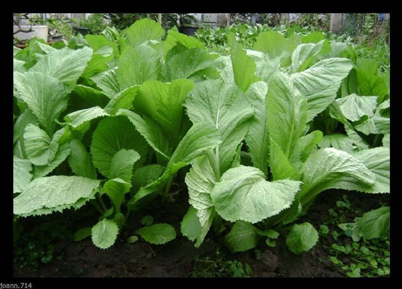 ASIAN MUSTARD PLANT Gai Choy SEEDS FOR SALE HERE ONLINE IN AUSTRALIA $4 ...