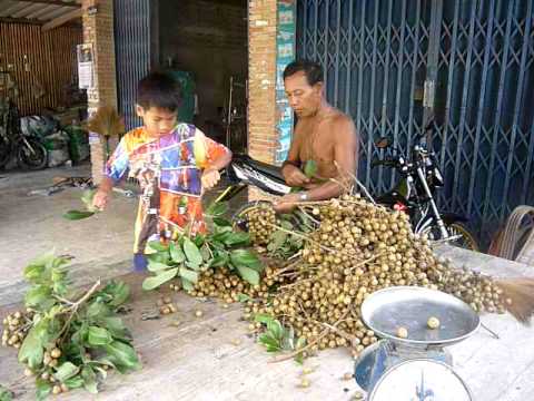 This image has an empty alt attribute; its file name is longan-fruit-images-www.sunblestproducts-8-1.jpg