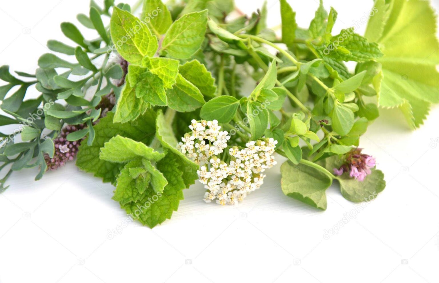RUE HERBAL MEDICINE PLANT SEEDS FOR SALE 4 HERE ONLINE AUSTRALIA