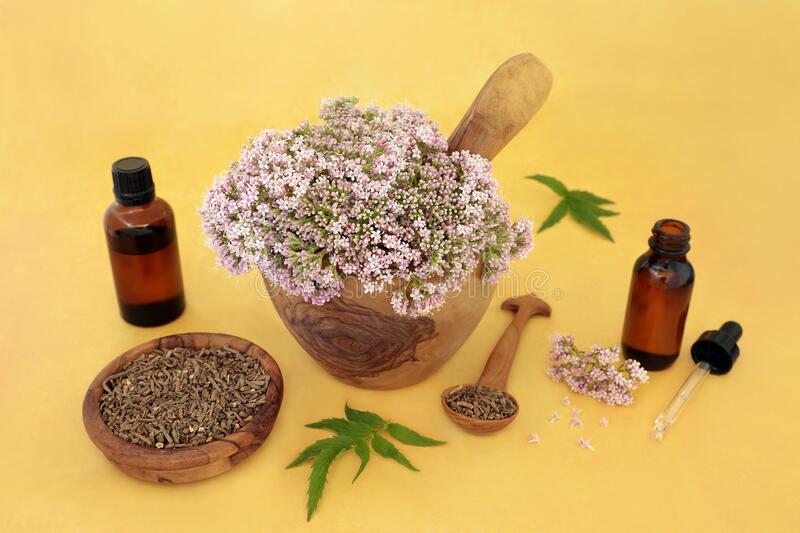 This image has an empty alt attribute; its file name is valerian-herb-flowers-dried-root-medicine-dropper-bottles-used-herbal-medicine-to-treat-insomnia-anxiety-headaches-image-www.sunblestproducts.com_.jpg