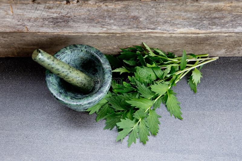 This image has an empty alt attribute; its file name is valerian-herb-leaves-green-marble-mortar-pestle-fresh-grey-slate-rustic-wooden-background-image-www.sunblestproducts.com_.jpg