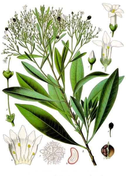 This image has an empty alt attribute; its file name is Duboisia_myoporoides_-_Kohler–s_Medizinal-Pflanzen-055.jpg